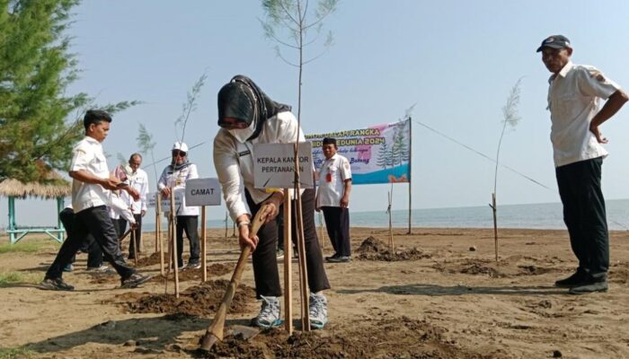 Hari Lingkungan Hidup, Kantah Batang Gelar Tanam Bibit Cemara di Pantai Kuripan