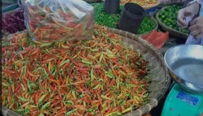 Cabe Merah Penyumbang Inflasi di Kota Manado