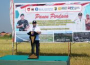 Revitalisasi Lahan Eks Rob, Kota Pekalongan Panen Perdana Padi Biosalin di Klidungan Degayu